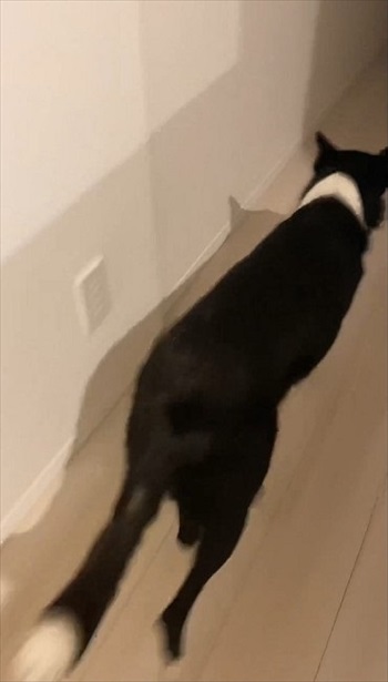 廊下を進むワンコ