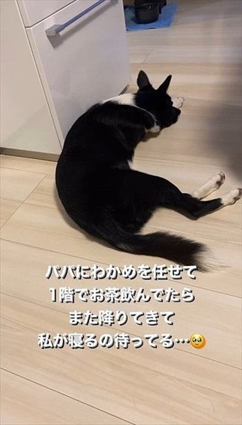 ママに来てほしい犬