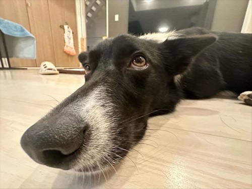 ママと寝室に行きたいワンコ