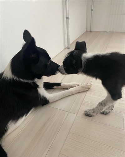 ママと寝室に行きたいワンコ