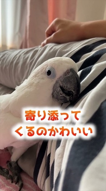 寄り添うオウム