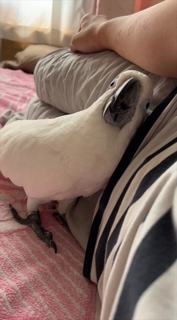 ベッドに横になる飼い主