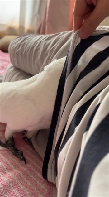 寄ってきたオウム