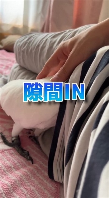 隙間に入るオウム