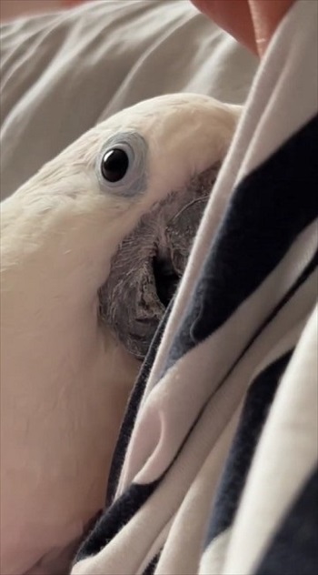 寄り添うオウム