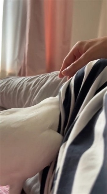 シャツの中オウム