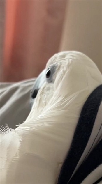 空気読むオウム