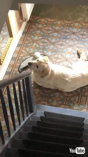 証拠隠滅をはかる犬