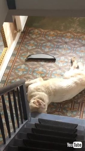 証拠隠滅をはかる犬