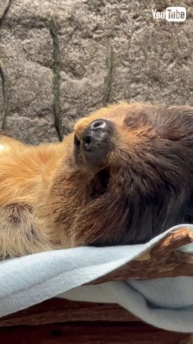 寝てしまったシドくん