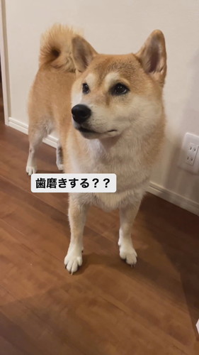 お返事する柴犬