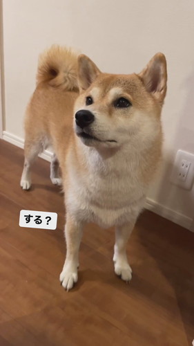 お返事する柴犬