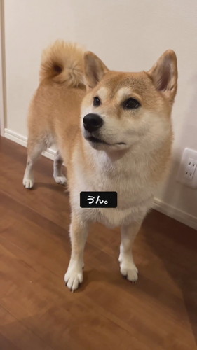 お返事する柴犬