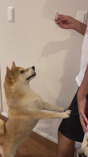 お返事する柴犬