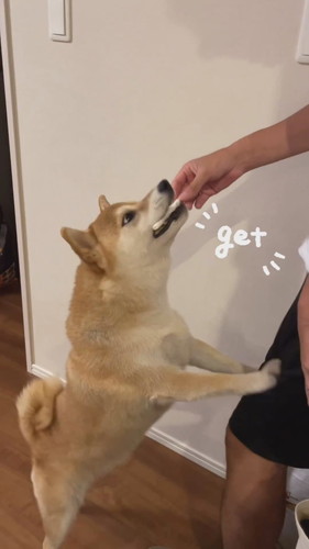 お返事する柴犬