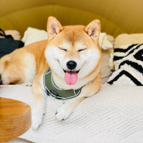 お返事する柴犬