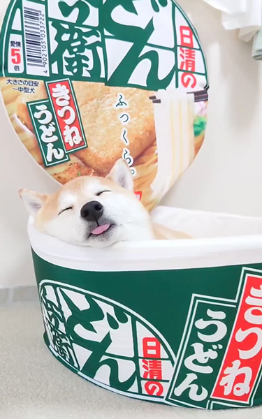 どん兵衛型のベッドで寝る柴犬