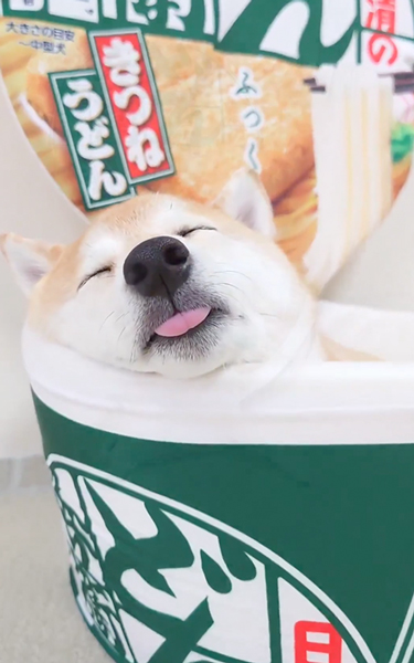 どん兵衛型のベッドで寝る柴犬