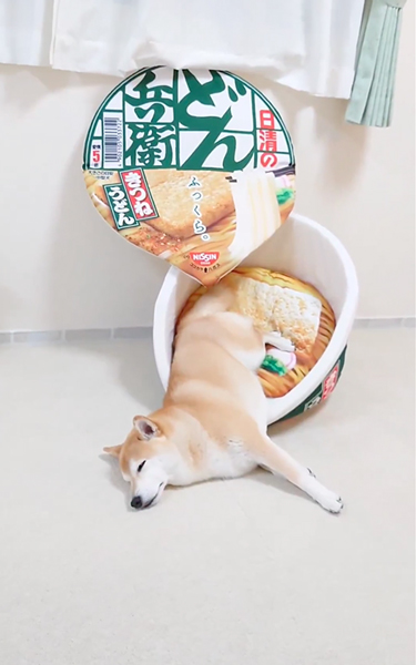 どん兵衛型のベッドで寝る柴犬