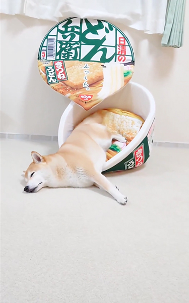 どん兵衛型のベッドで寝る柴犬