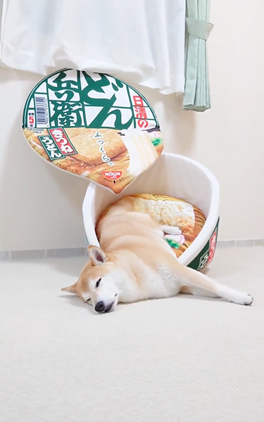 どん兵衛型のベッドで寝る柴犬