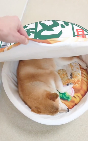 お揚げみたいな柴犬