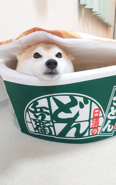 お揚げみたいな柴犬