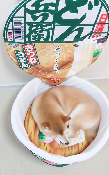 お揚げみたいな柴犬