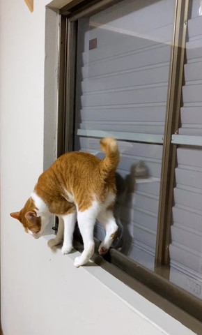 窓枠で下見てる猫