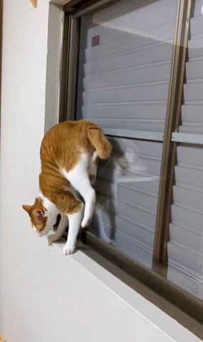 後ろ足を上にあげていく猫