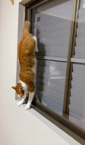 逆立ち猫
