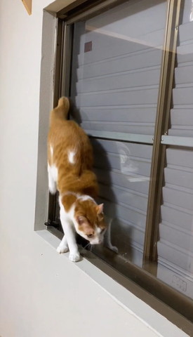 窓枠でこちらに向かおうとする猫
