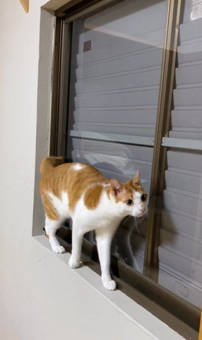 窓枠歩いてる猫顏はカメラ側