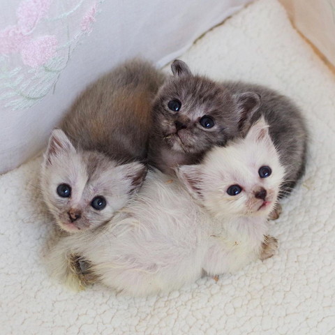 くっついてる3匹の子猫