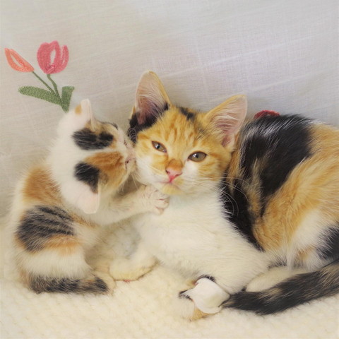 ちゅーしてる子猫
