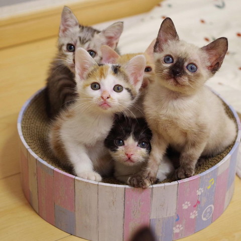 爪とぎに5匹の子猫