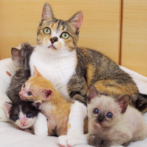 成猫と子猫たち