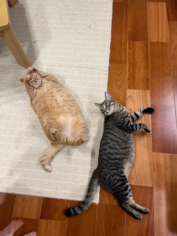 目を隠してる猫を見る猫