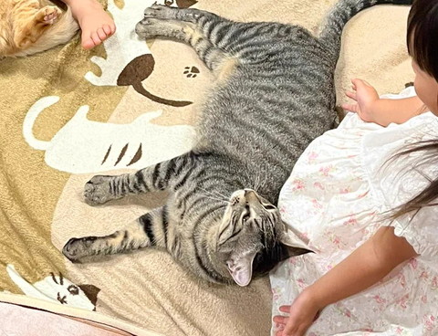 寝転がるキジトラ猫ちゃん