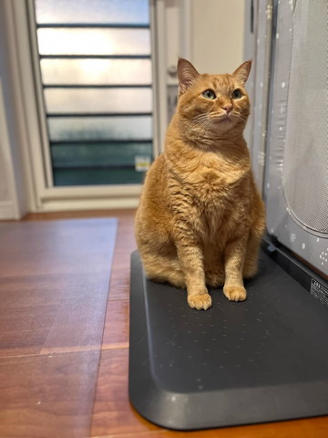 お座りしてる茶トラ猫