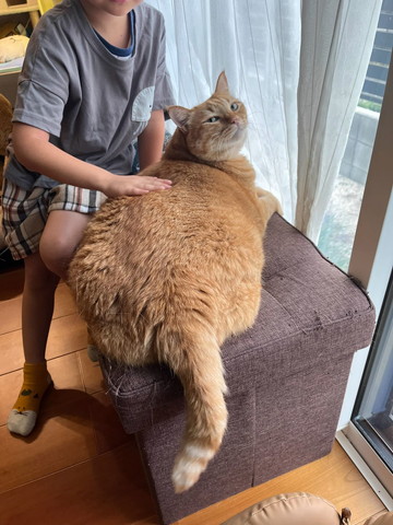 なでられてる猫