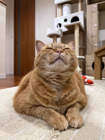 満足そうな猫