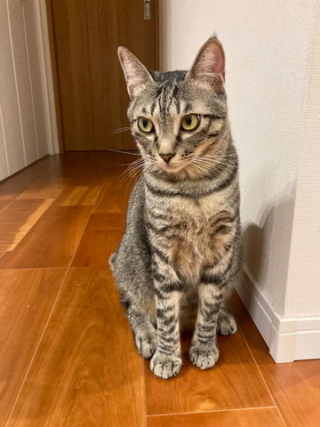 お座りしてるキジトラ