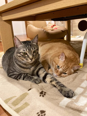 テーブルの下に猫2匹