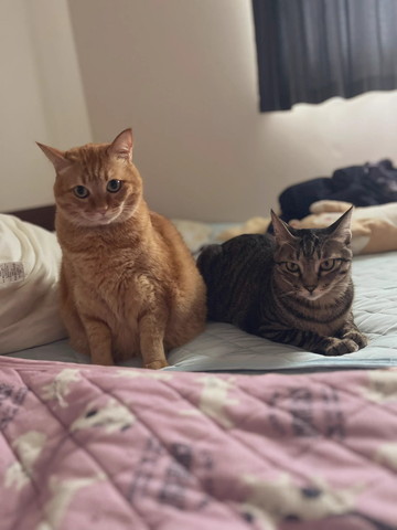 布団で並ぶ猫2匹