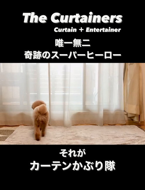 カーテンかぶり隊