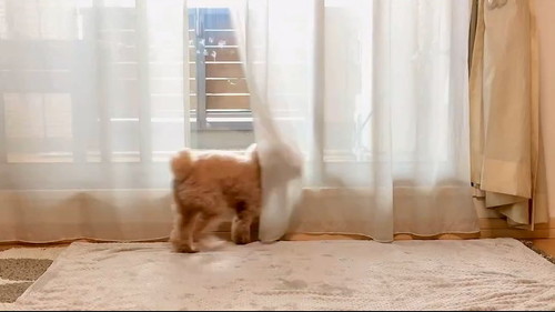 1匹目カーテンへ