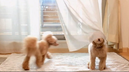 カーテンかぶる1匹目