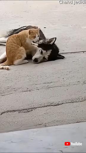 マッサージする猫