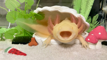 わー！するウーパールーパー